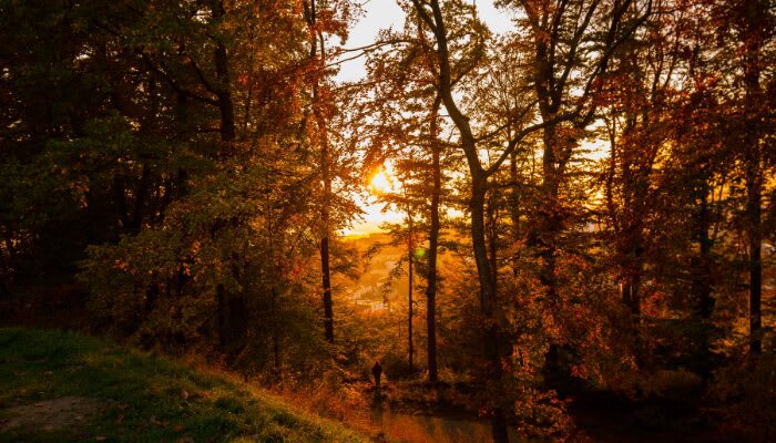 5 fun autumn activities! - Vergelijkbare activiteit in Natuur