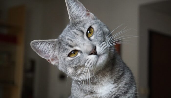 Understanding cats: why do they do what they do? - Vergelijkbare activiteit in Dieren