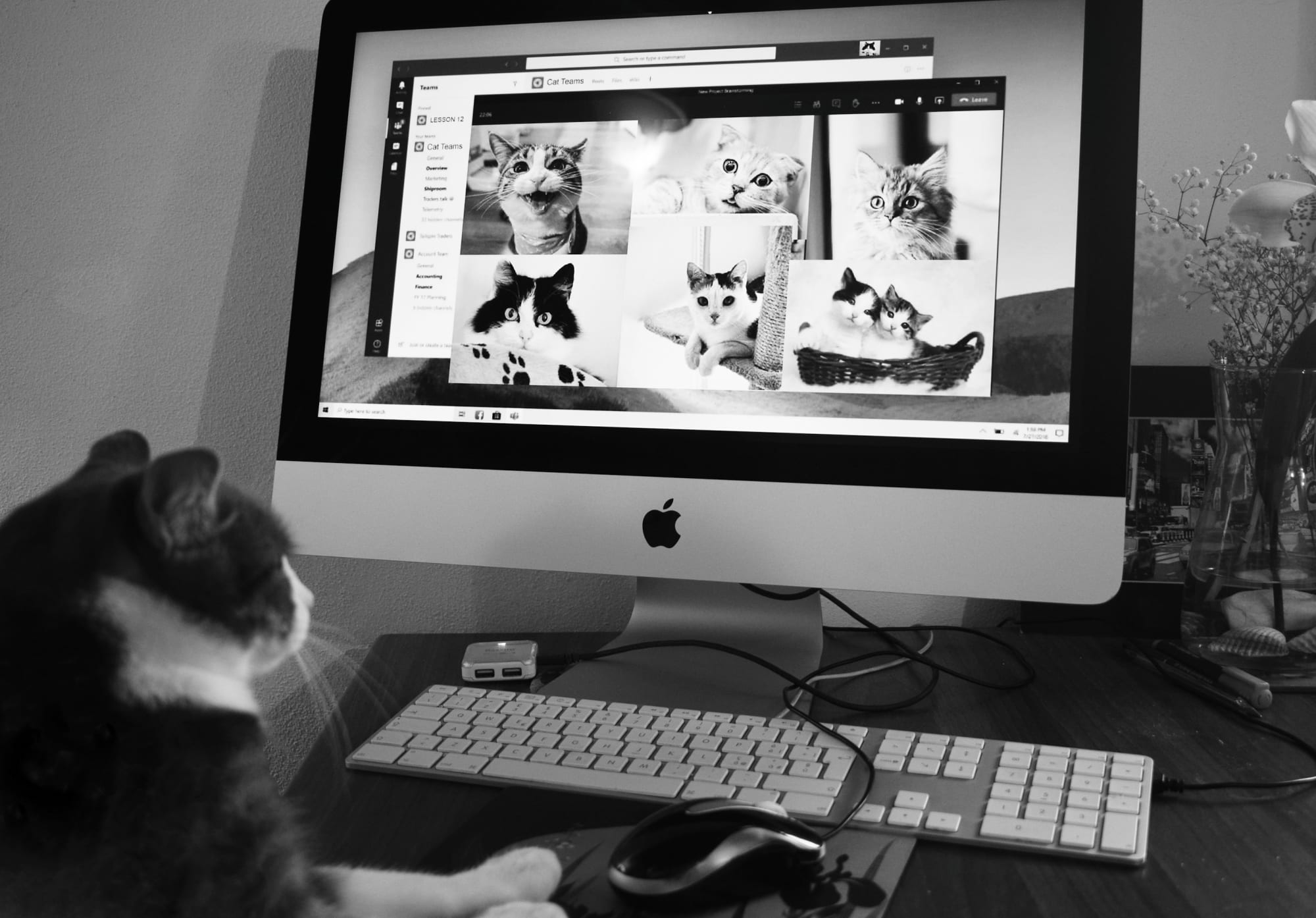 Discover the best cat socials for cat lovers - Dieren in Nederland