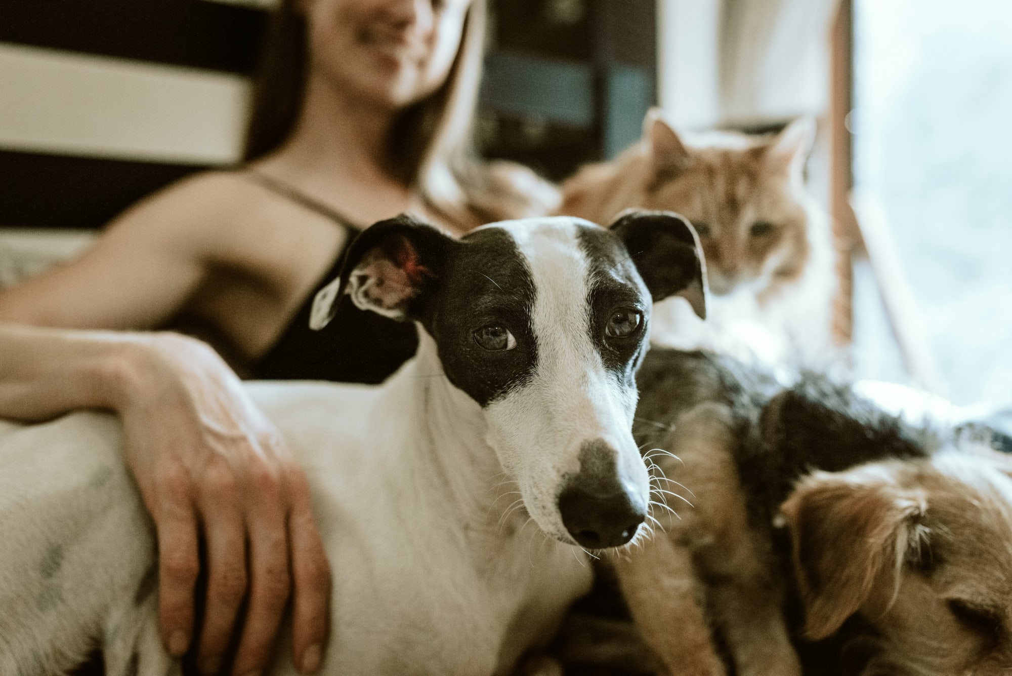 Following dogs on social media - Vergelijkbare activiteit in Dieren