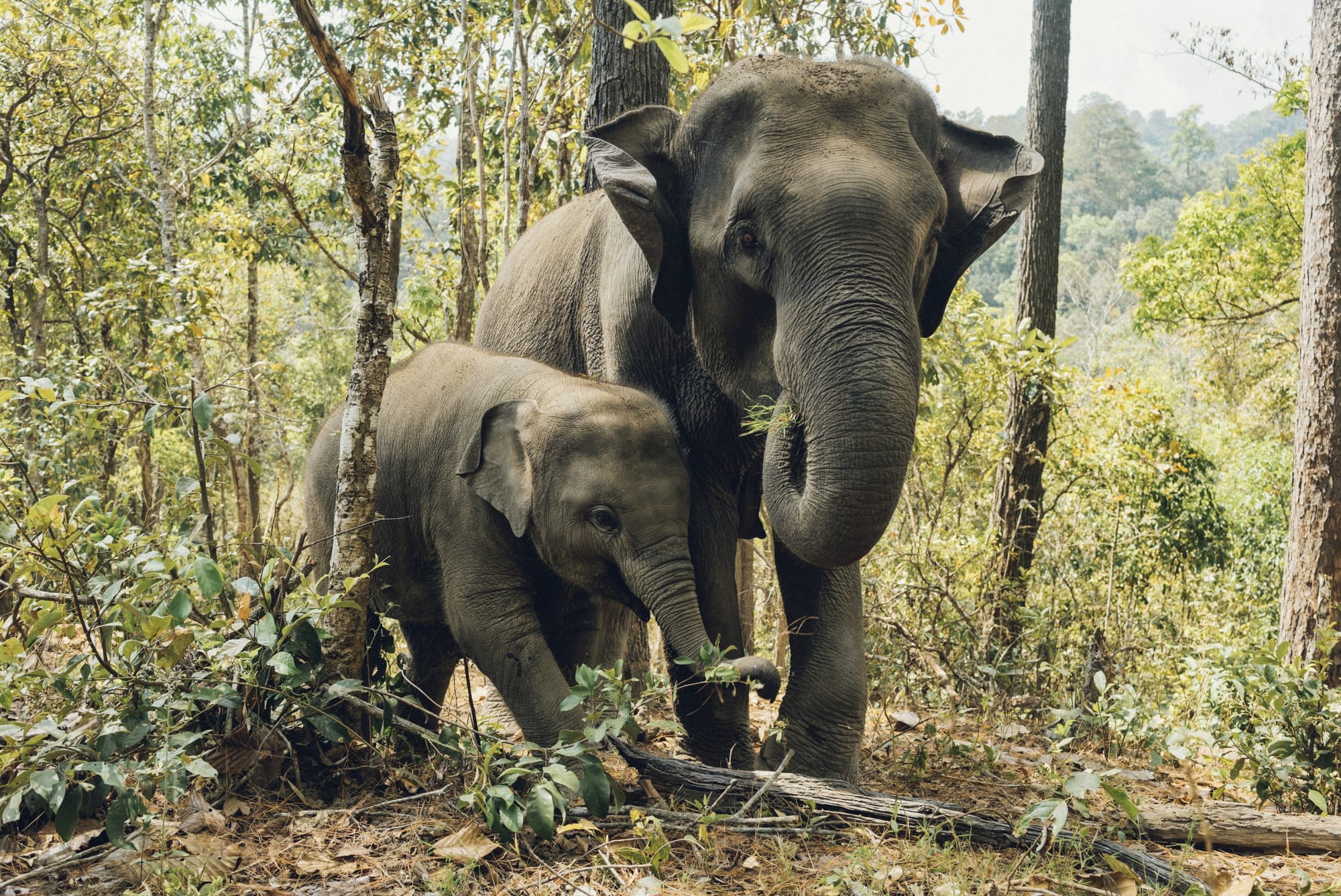 Wildlife travel accounts on social media - Vergelijkbare activiteit in Vakanties