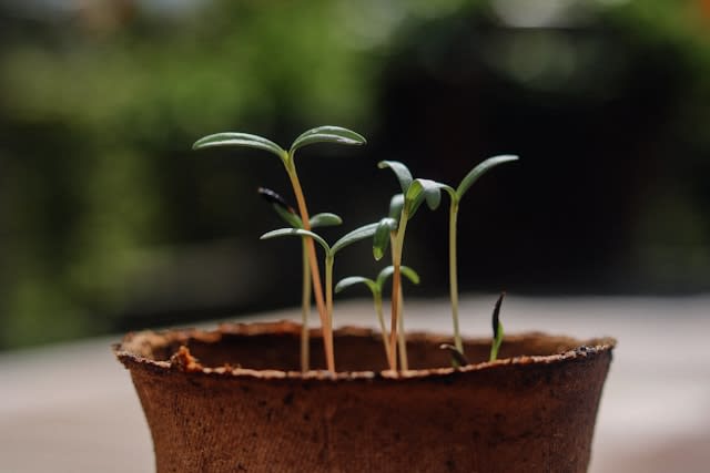 Earning money with your creativity: how to approach it - Vergelijkbare activiteit in Business