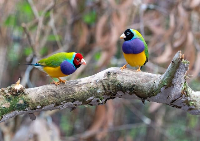 Bird Joy: Your guide to keeping the right species and care - Vergelijkbare activiteit in Dieren