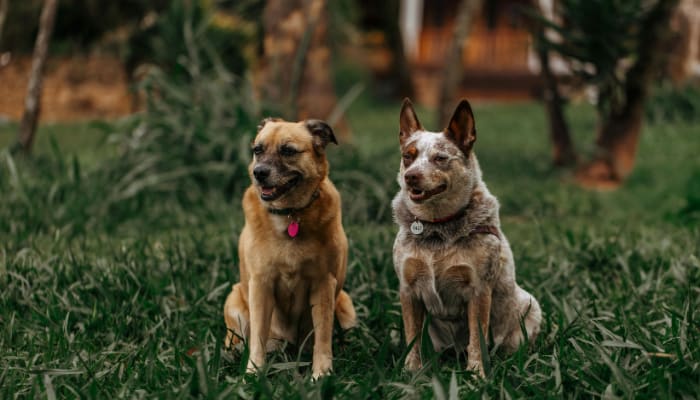 What your dog's behavior really means - Vergelijkbare activiteit in Dieren