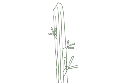 Dowload free Slim cactus tree elevation autocad block. Autocad block make by Be Interior Designer for block free download