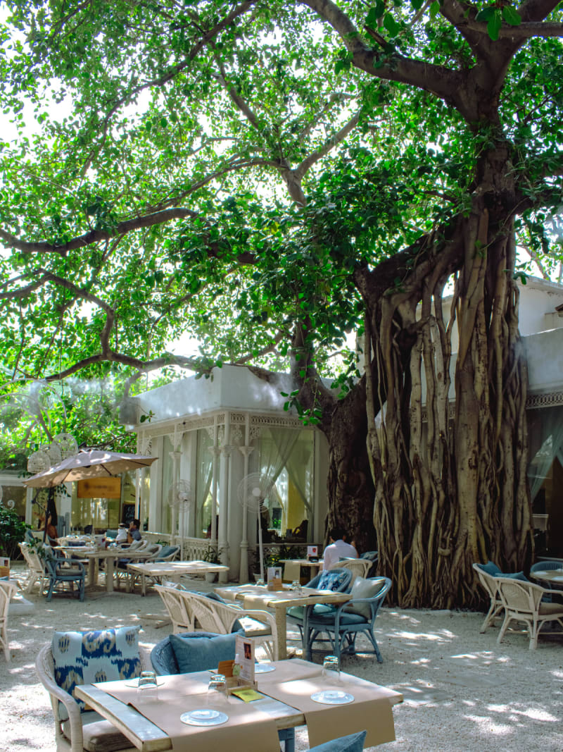 Olive Bar & Kitchen Delhi — photo 4