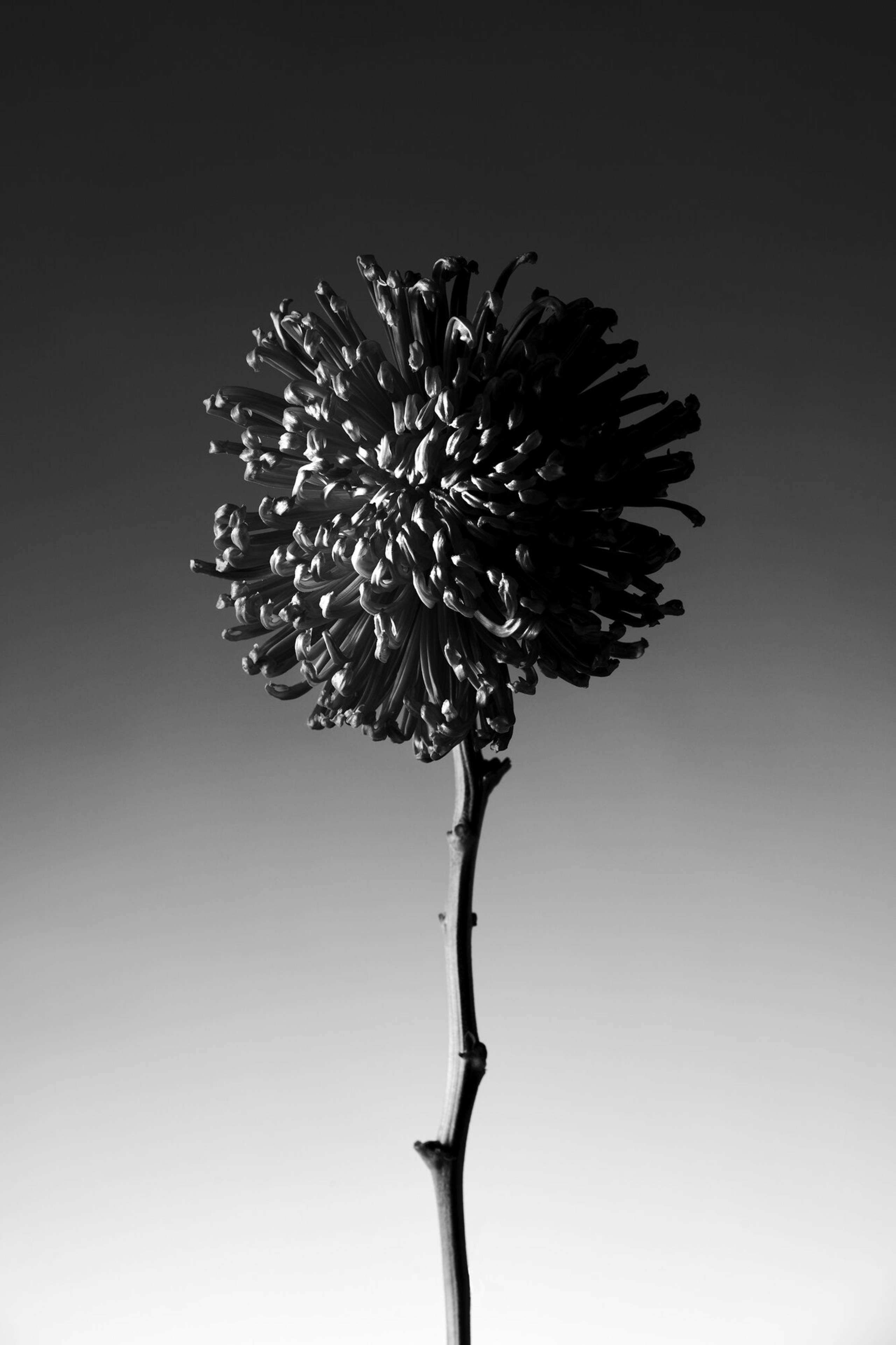 Photo by Klas Strom