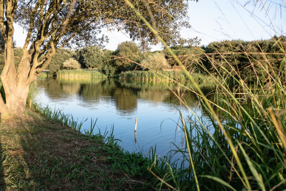 Private tour: Parque da Cidade do Porto with local guide - Image 1