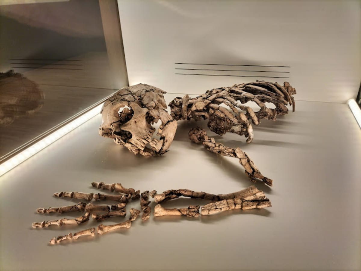 Private tour: Museu de Prehistòria de València with local guide - Image 1