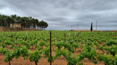 Valencia Full-Day Wine Tour, a private tour in Valencia