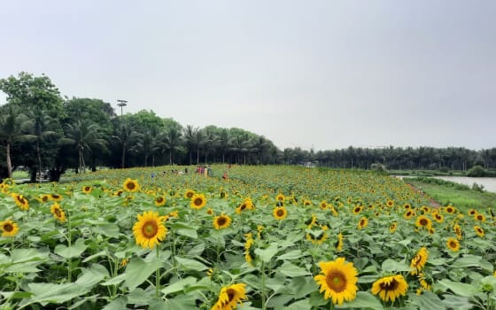 Swanlake Park in Hanoi