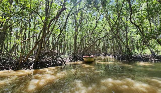 Cần Giờ Mangrove Biosphere Reserve