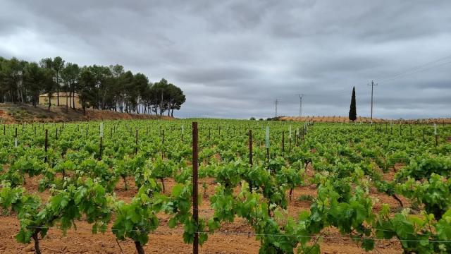 Valencia Full-Day Wine Tour (8 hours)