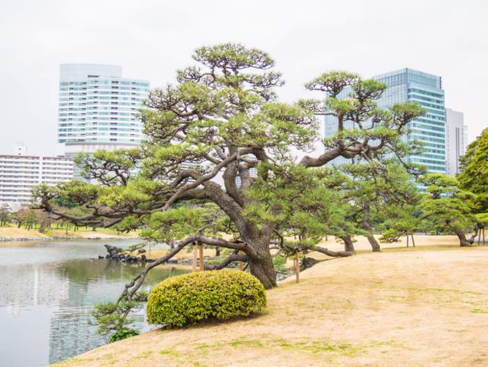 Hama-rikyu Garden