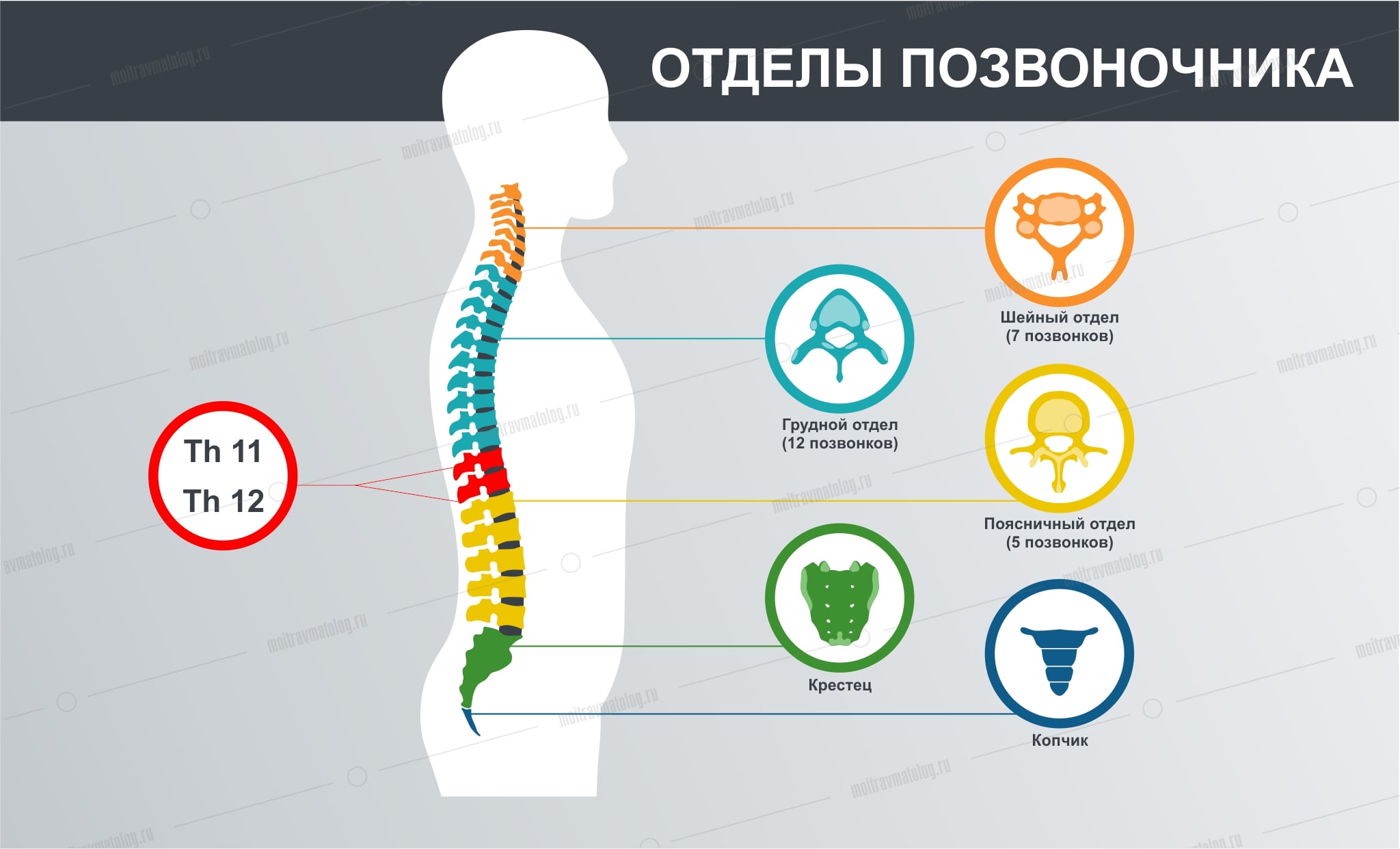 Позвоночник плакат