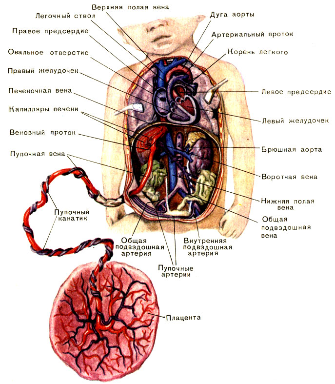 Пуповина и ребенок схема