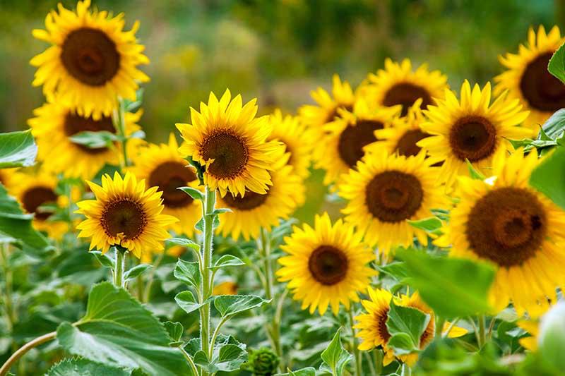 Sunflower Seeds photo 3