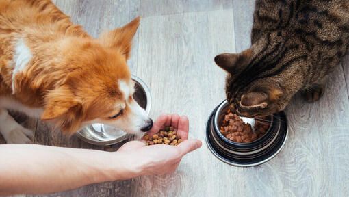 Can Cats Eat Dog Food