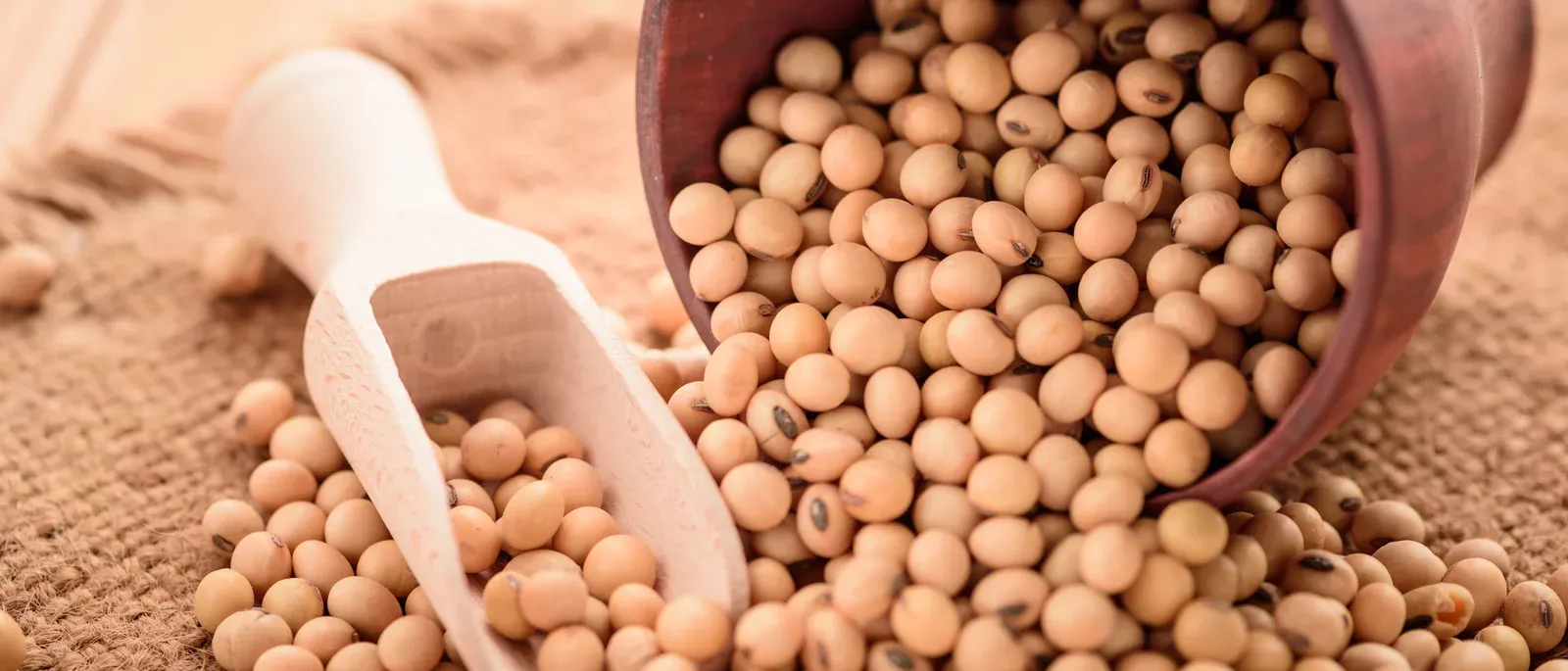 Is Soy a Gluten Free Food