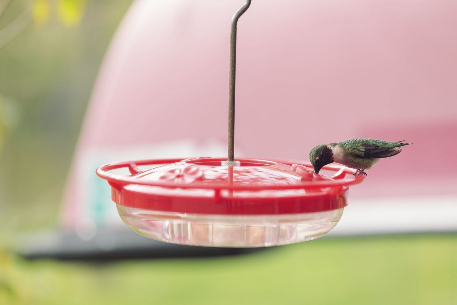 How to Make Hummingbird Food