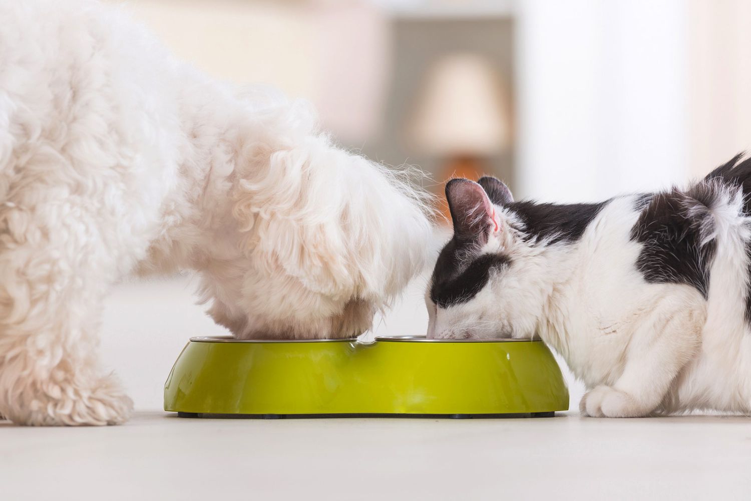 Can Dogs Eat Cat Food
