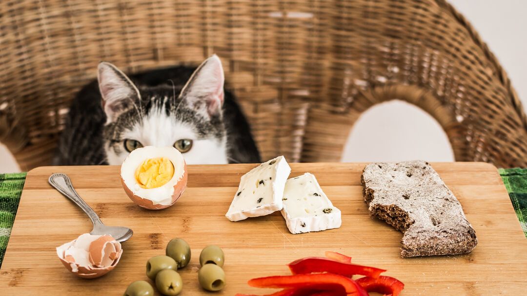 What Human Food Can Cats Eat