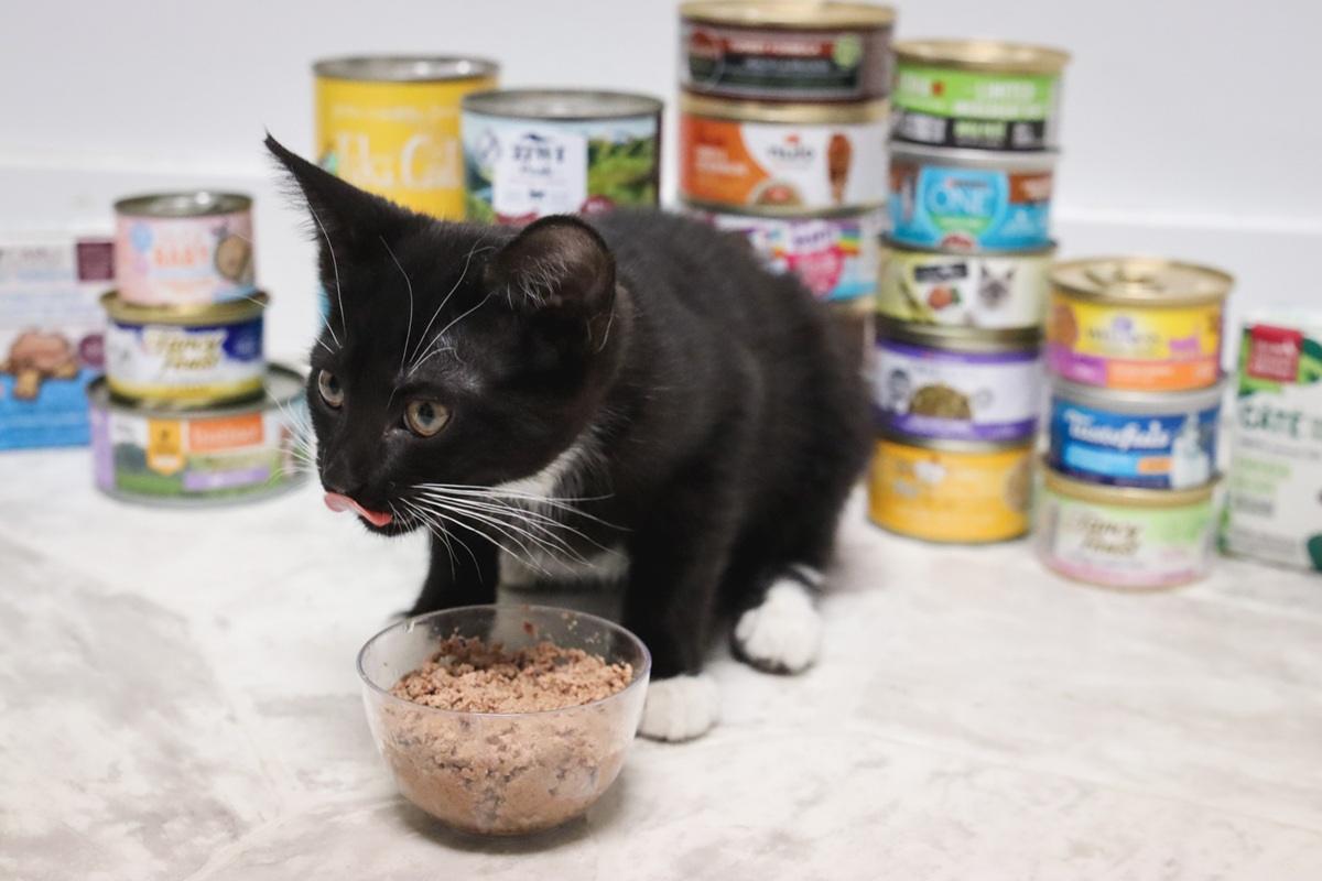 When Do Kittens Start Eating Food