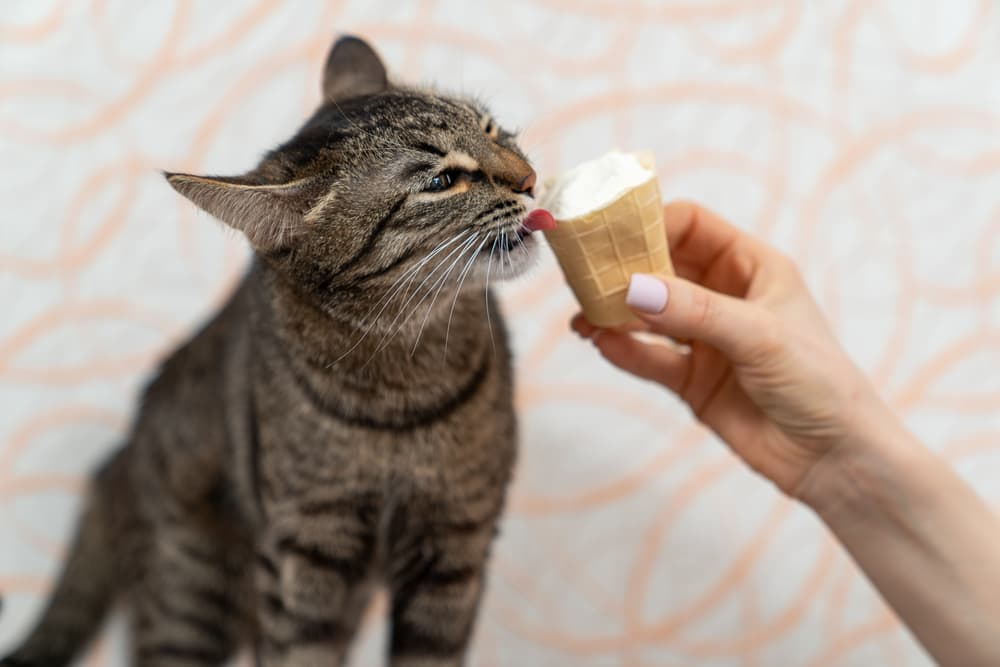 Can Cats Have Ice Cream