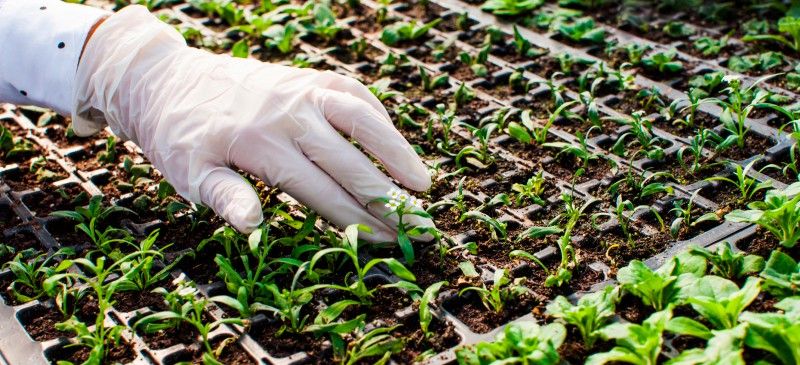 What Does Bioengineered Food Mean