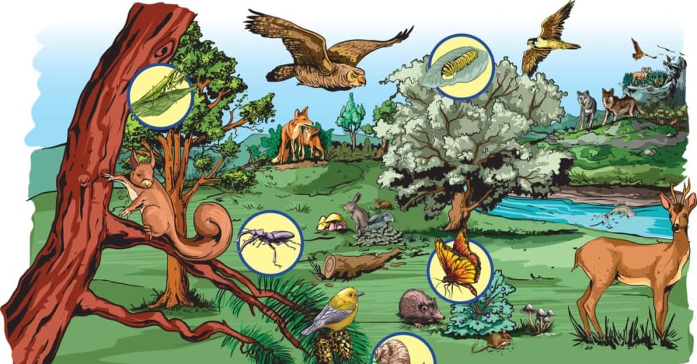 What Is the Difference Between a Food Chain and a Food Web