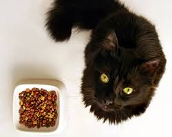 How Much Cat Food per Day