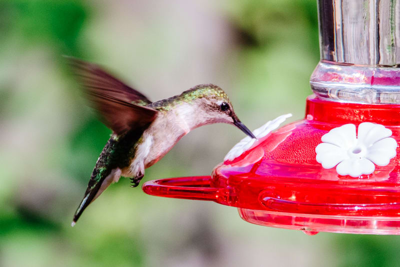 How Do You Make Hummingbird Food