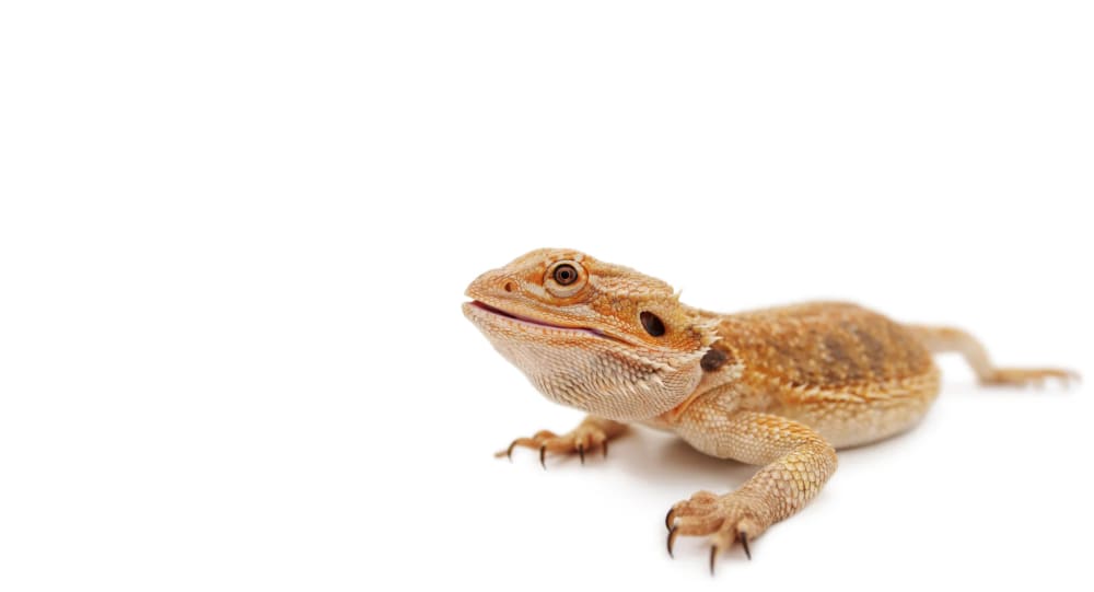How Long Can Bearded Dragons Go Without Food