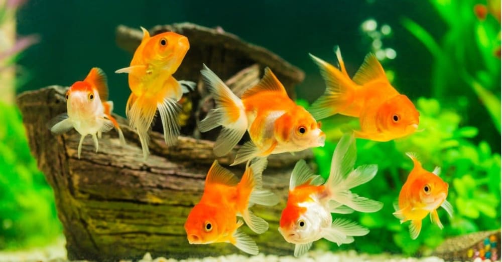 How Long Can Goldfish Go Without Food