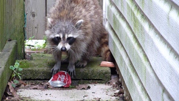 Why Do Raccoons Wash Their Food