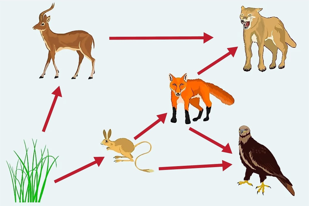 How to Make a Food Web