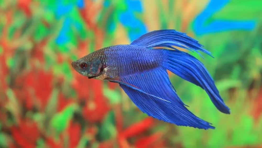 How Long Can a Betta Fish Go Without Food