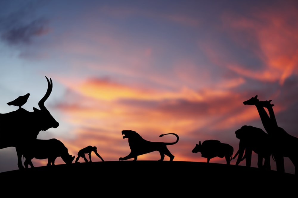 What Animal Is at the Top of the Food Chain