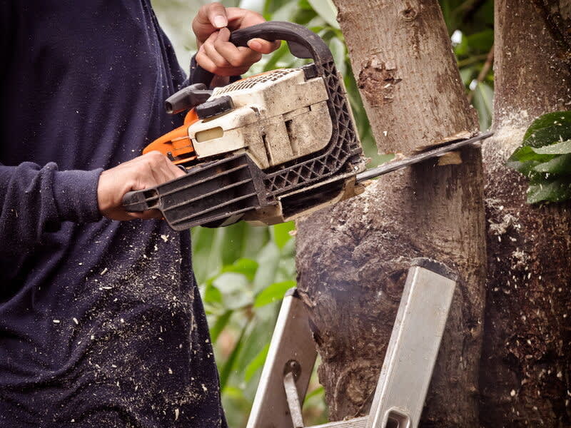 Tree Service Perrysburg