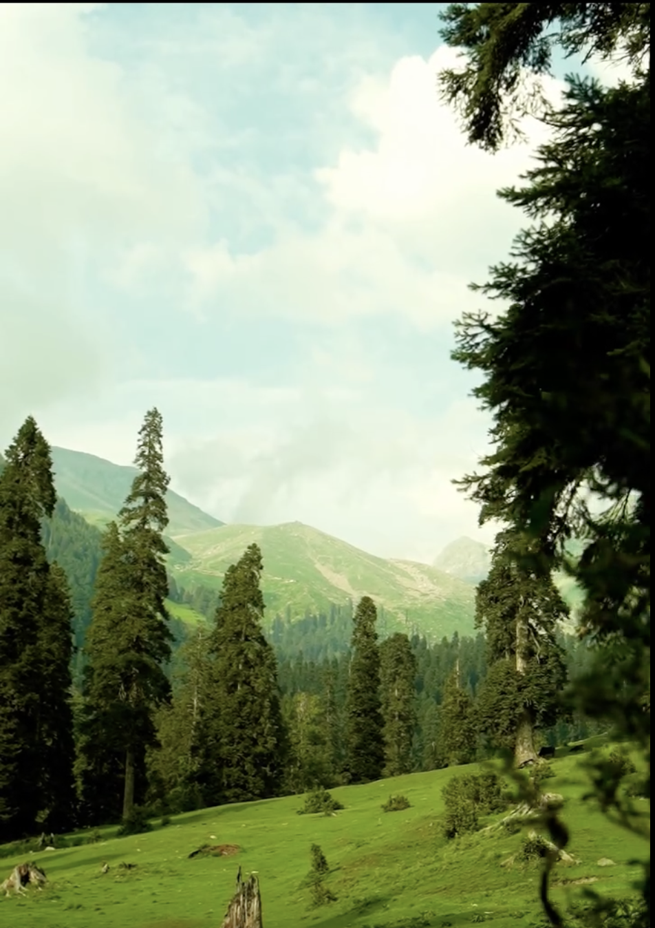 Satharban Meadow