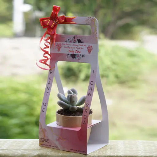 Succulent Hamper Return Gift