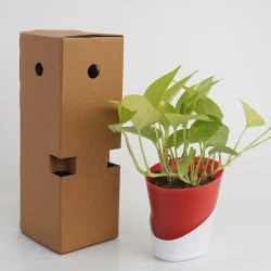 Green Money Plant Gifting Plant