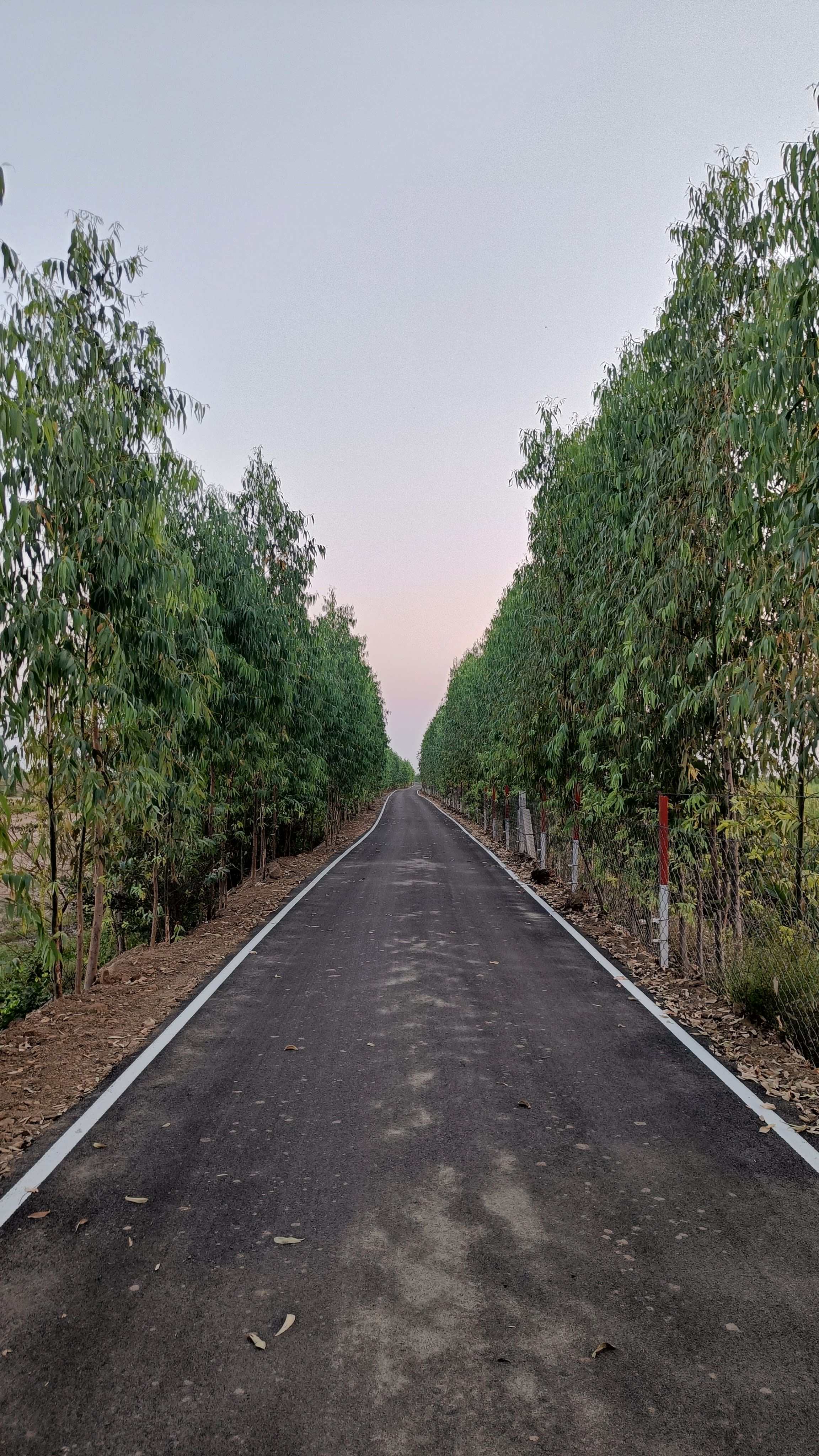 tree tunnel