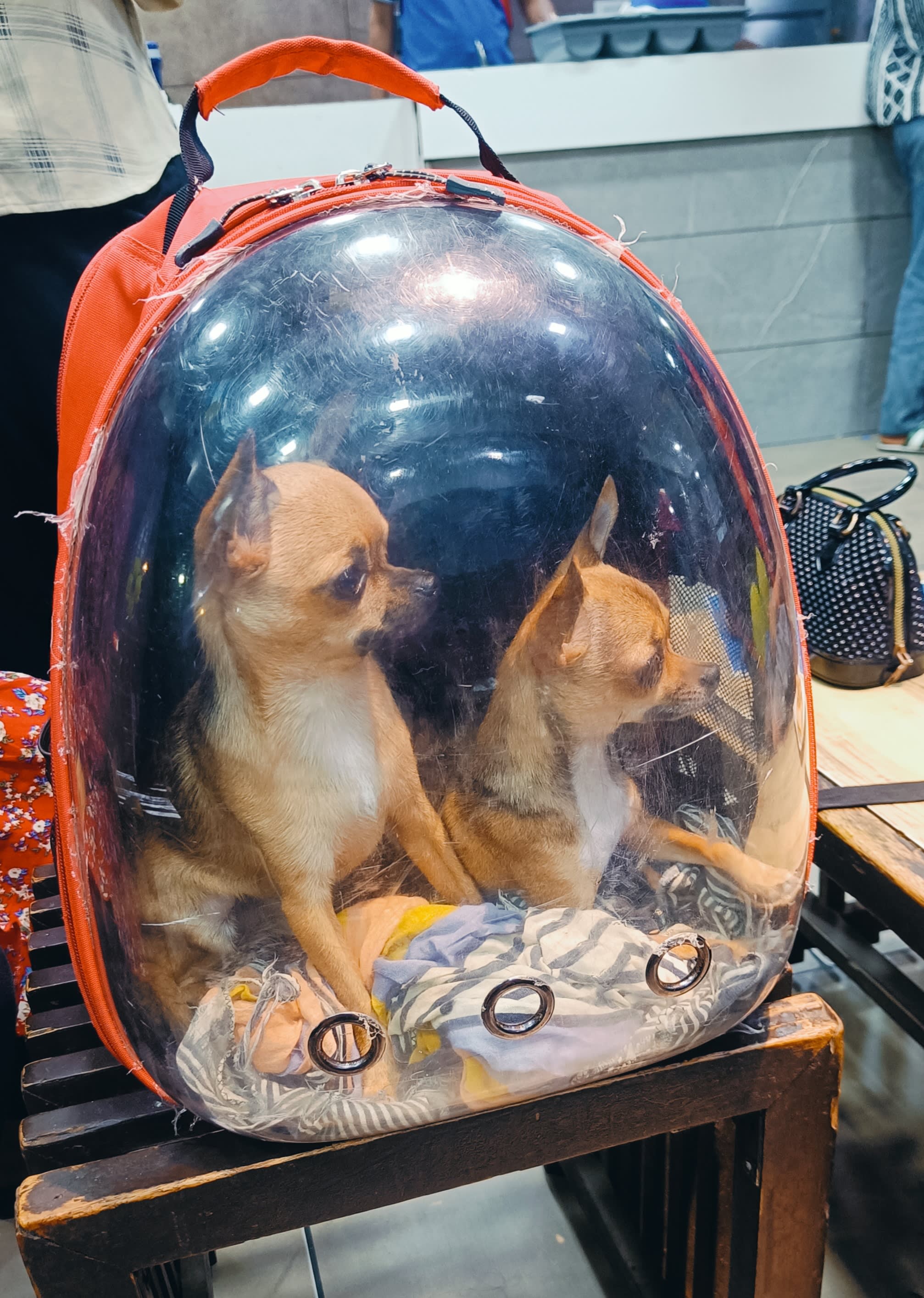 travel buddies
