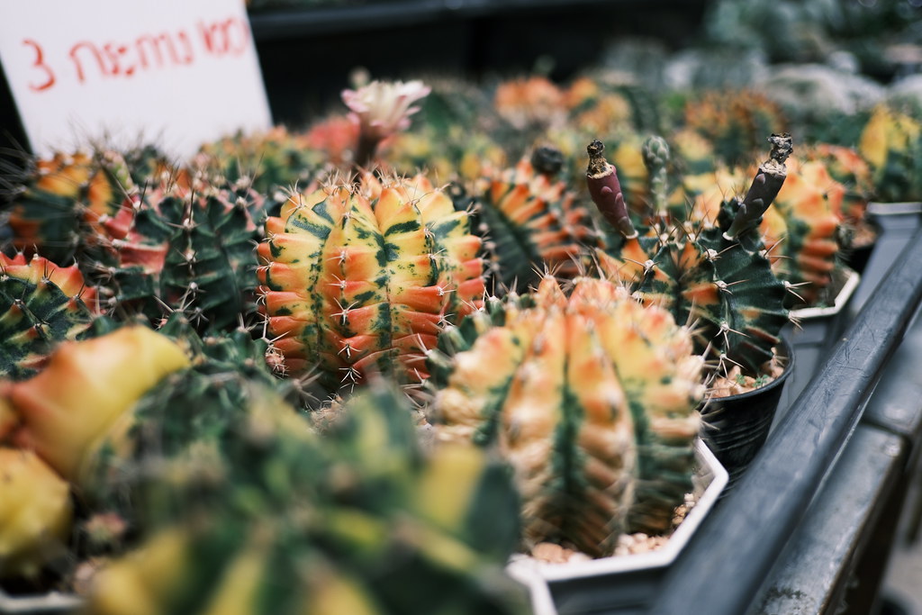 Semis et boutures de cactus