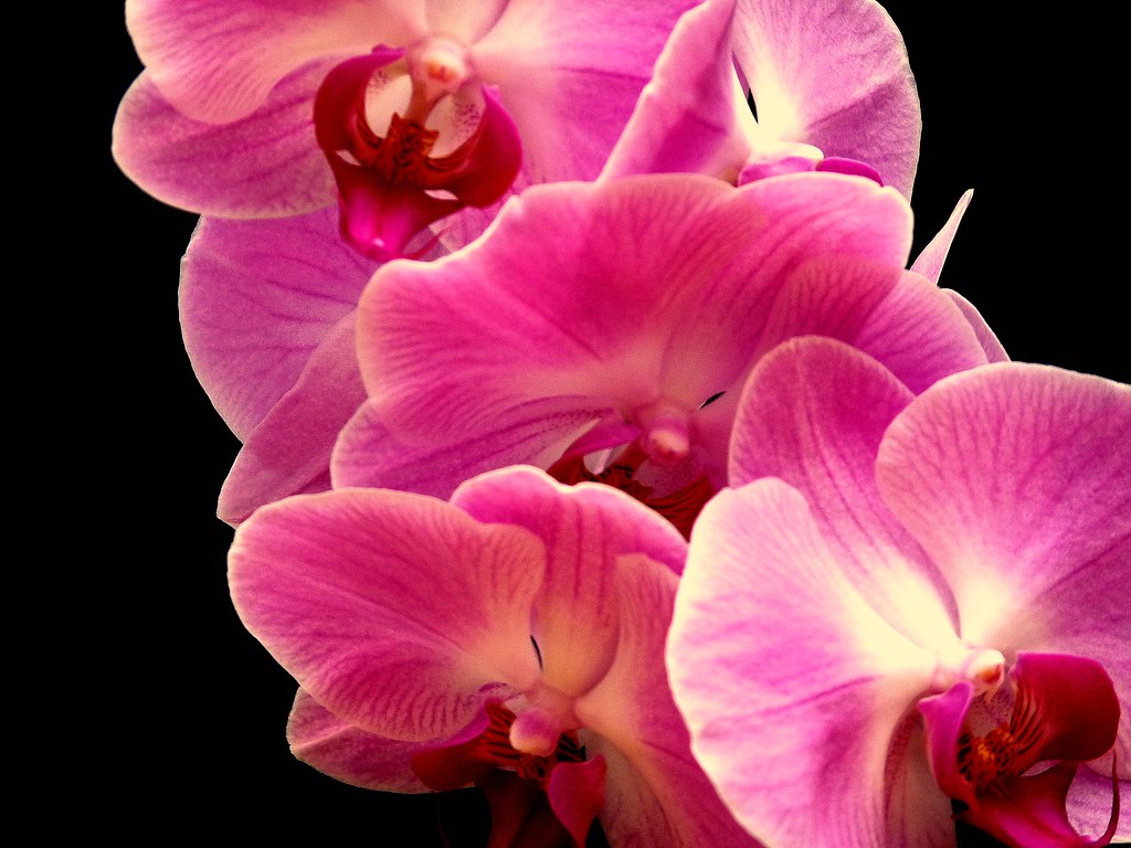 Collection d'orchidées