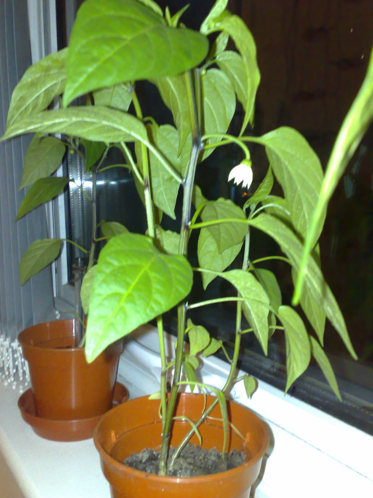 Terrarium de plantes carnivores