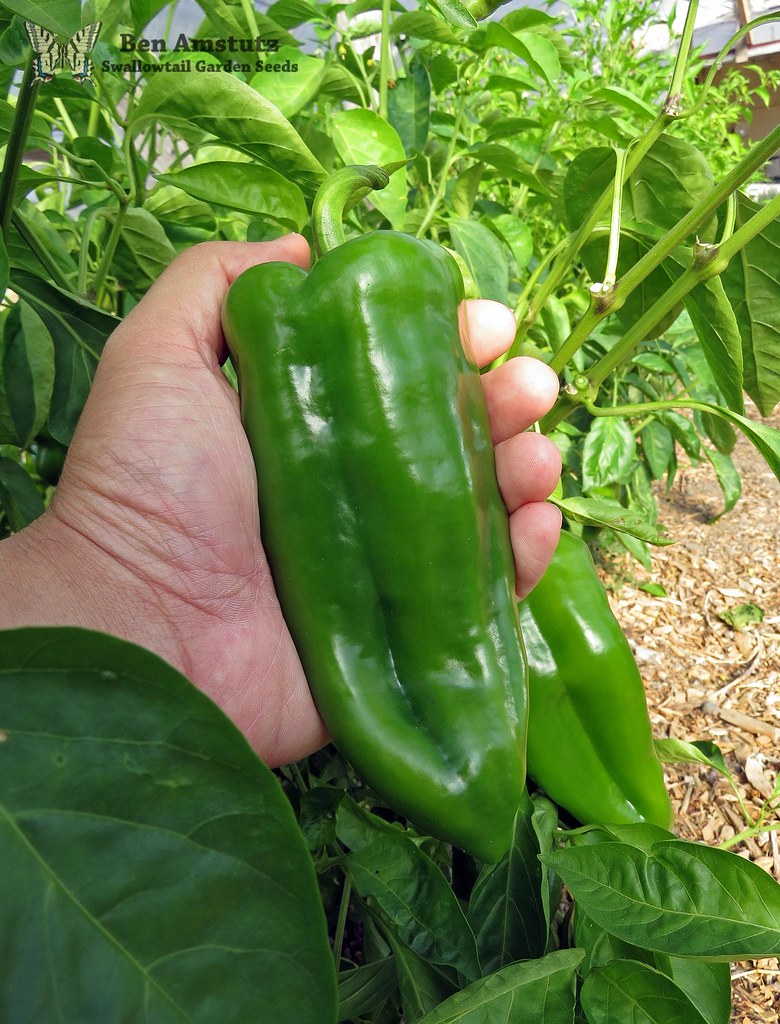 Ma collection de piments
