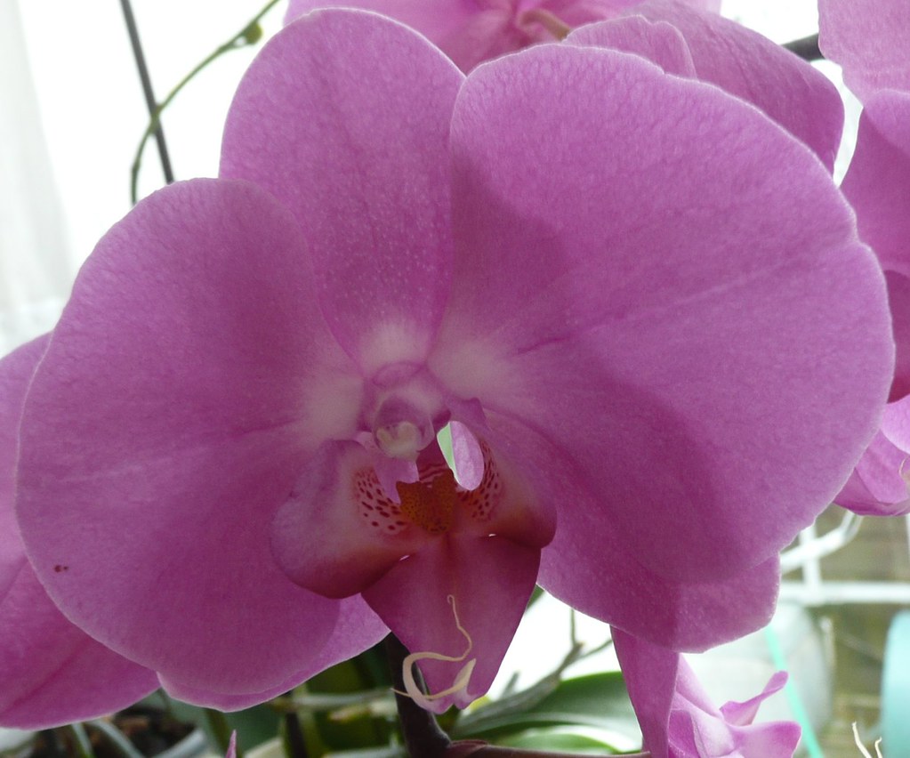 Mes orchidées refleurissent