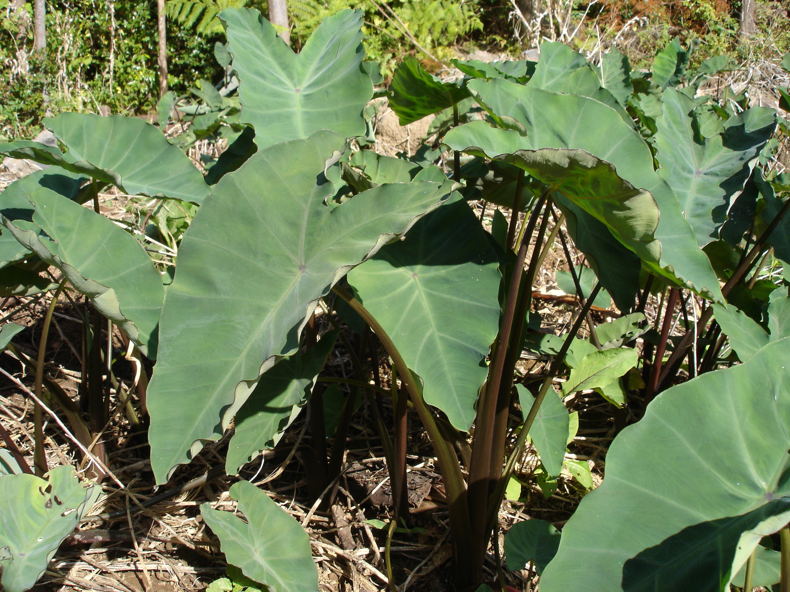 Mon Colocasia